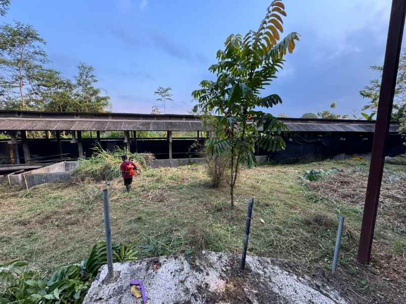 kandangsapi kapasitas 40 ekor boyolali kota 1 1m nego