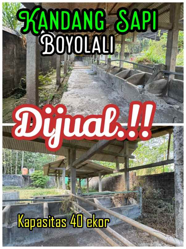 kandangsapi kapasitas 40 ekor boyolali kota 1 1m nego