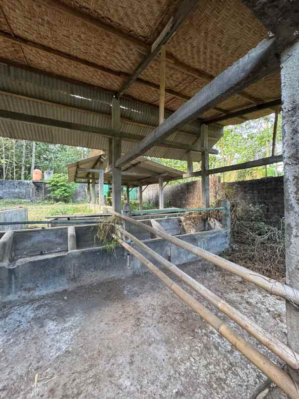 kandangsapi kapasitas 40 ekor boyolali kota 1 1m nego