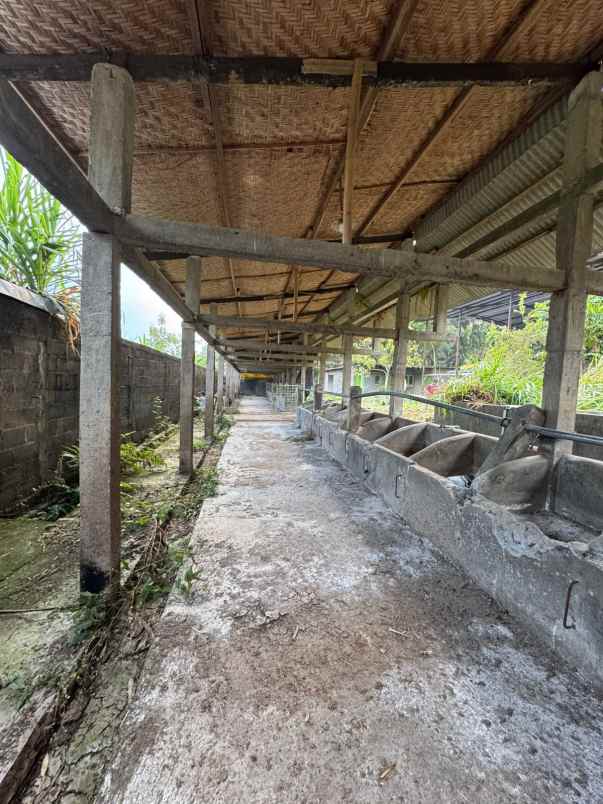 kandangsapi kapasitas 40 ekor boyolali kota 1 1m nego