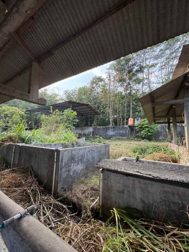 kandangsapi kapasitas 40 ekor boyolali kota 1 1m nego