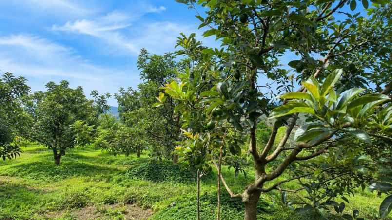 kebun alpukat miki 2 ha di cikidang sukabumi