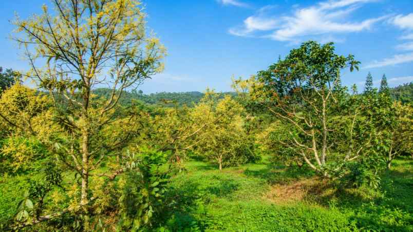 kebun alpukat miki 2 ha di cikidang sukabumi