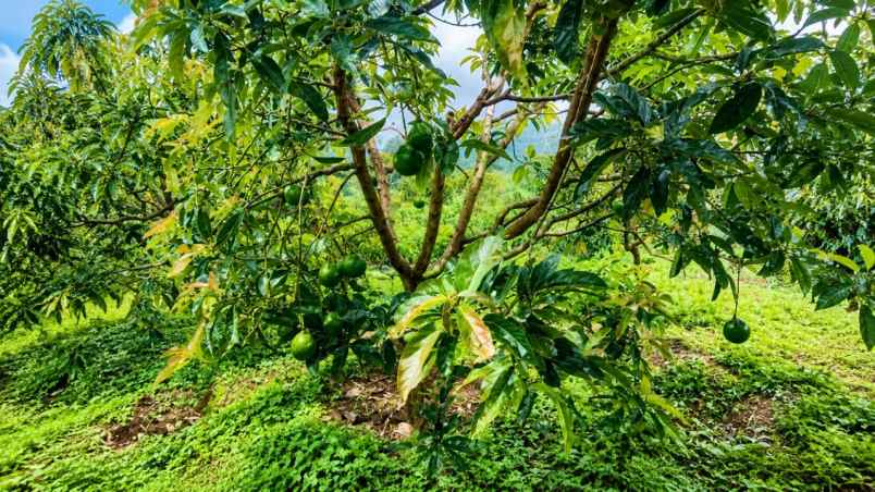 kebun alpukat miki 2 ha di cikidang sukabumi