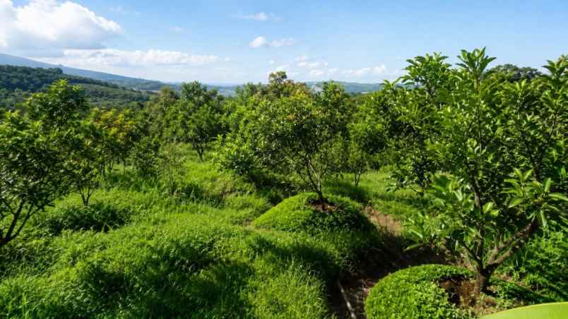 kebun alpukat miki 2 ha di cikidang sukabumi