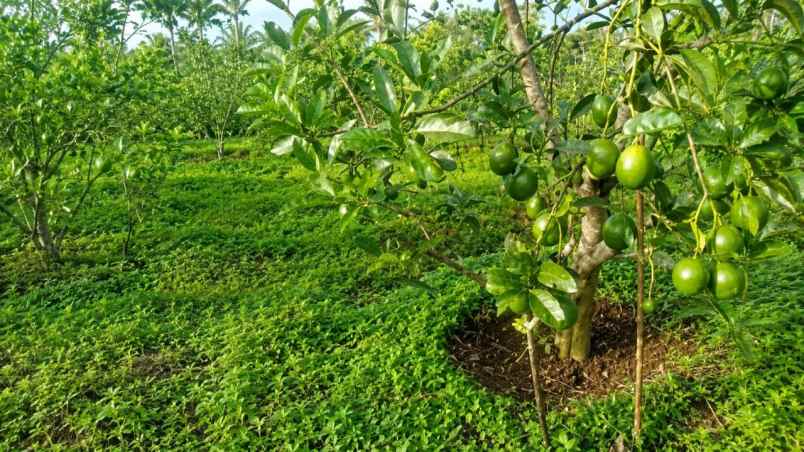 kebun alpukat miki 2 ha di cikidang sukabumi