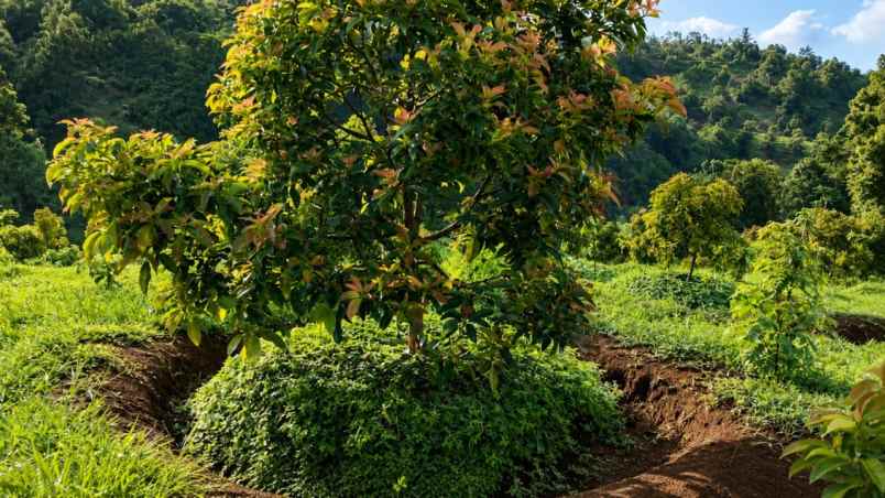 kebun alpukat miki 2 ha di cikidang sukabumi