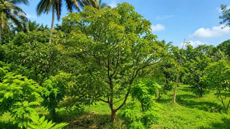 kebun alpukat miki 2 ha di cikidang sukabumi