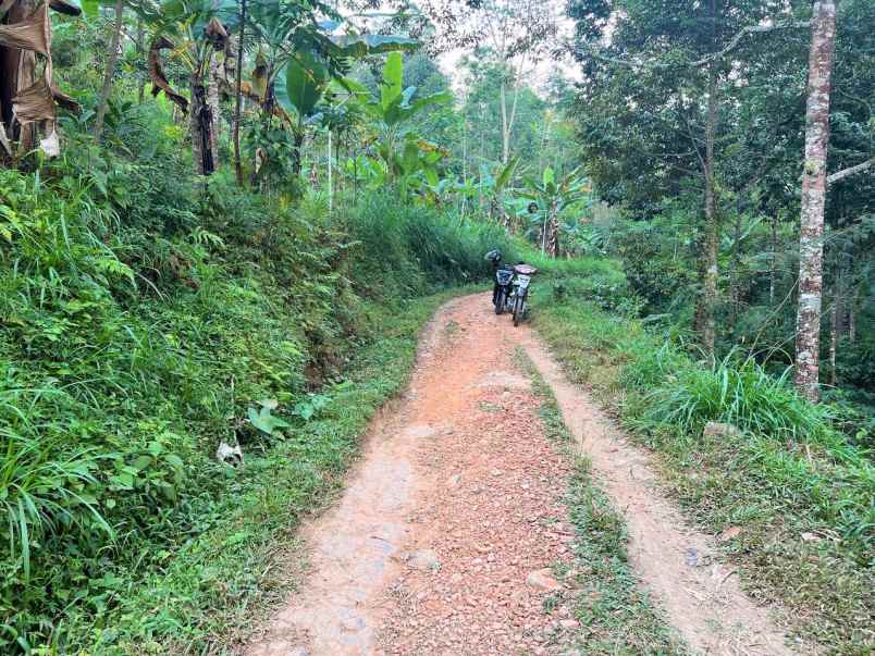 kebun durian 1300m2 kemuning ngargoyoso karanganyar