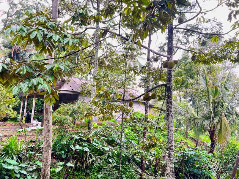 kebun durian 1652m bonus rumah sederhana
