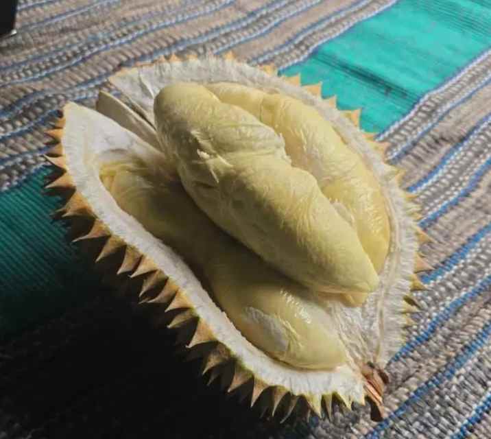 kebun durian produktif cijambe subang