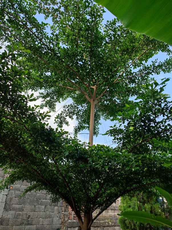 rumah cluster scandinavian dekat samsat depok