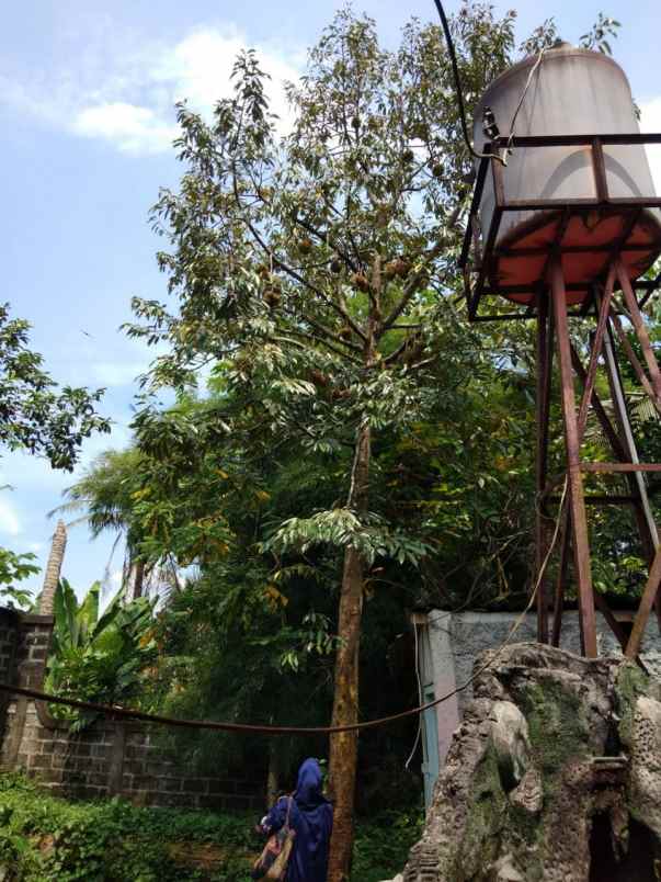 rumah jl cilubang nagrak cifor