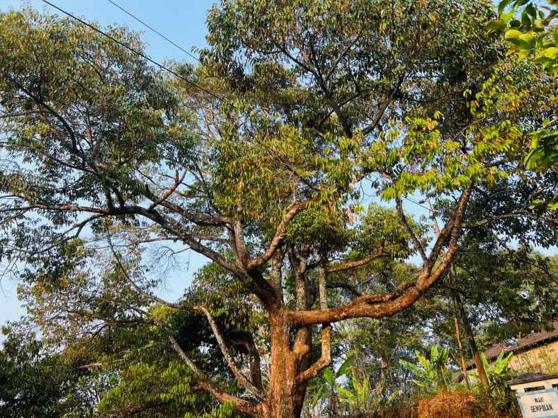 rumah siap huni 1865m bonus pohon durian karanganyar