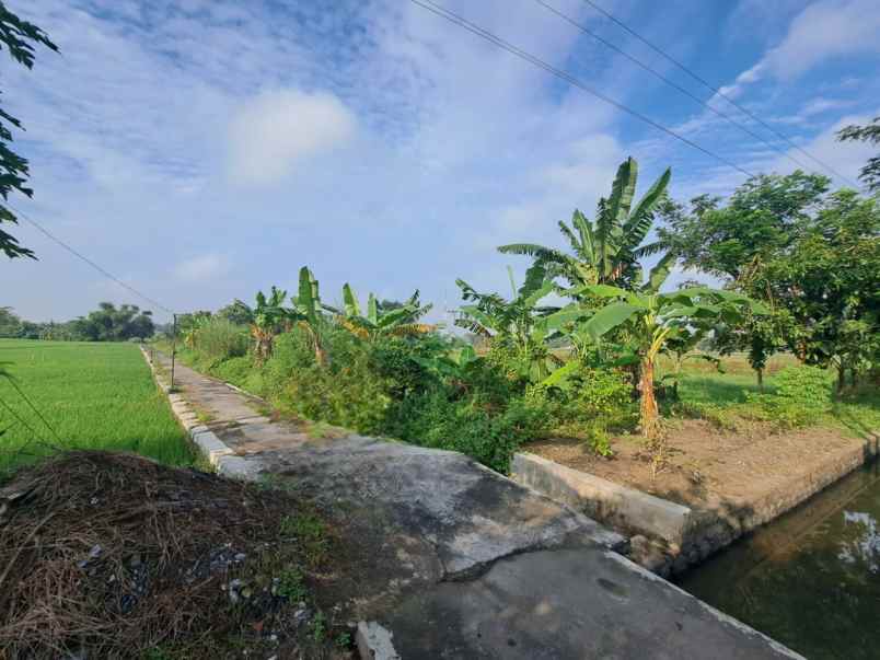 sawah depan jl raya 1994m shm wantilan jelobo klaten