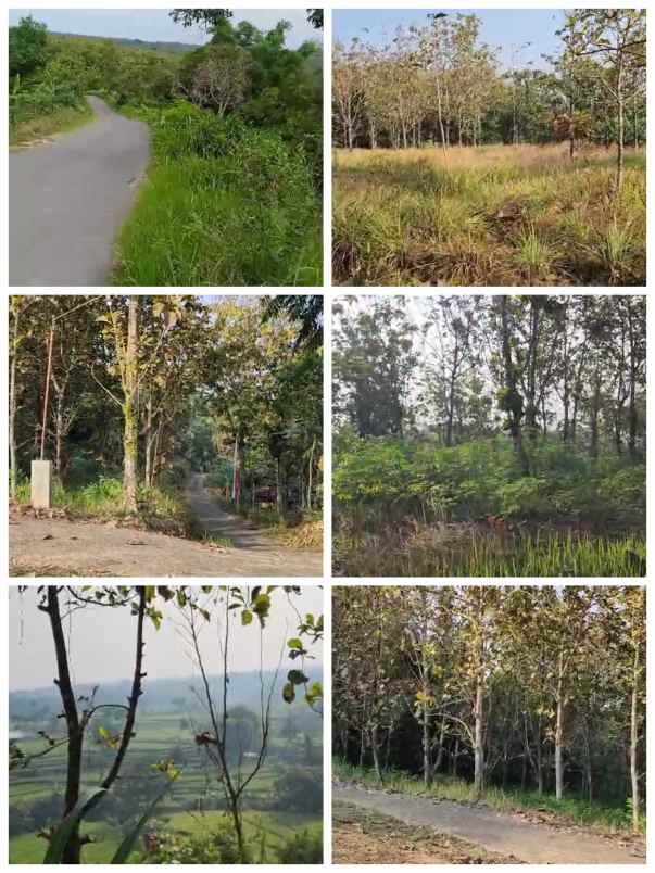 tanah 3 2ha lereng gn lawu karanganyar 175rb m2