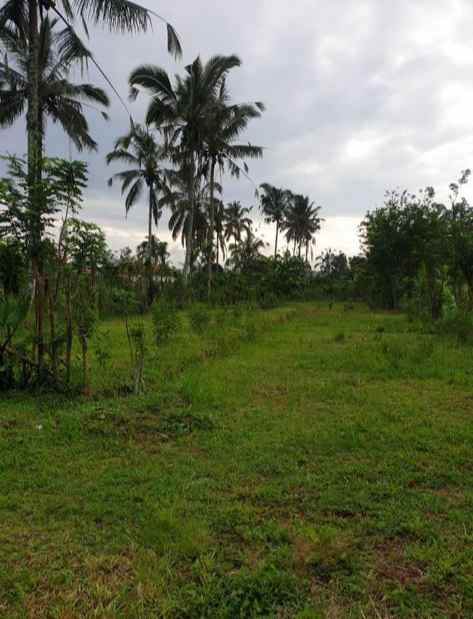 tanah datar siap bangun di buahan kaja payangan bali