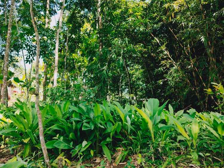 tanah desa wisata mojogedang