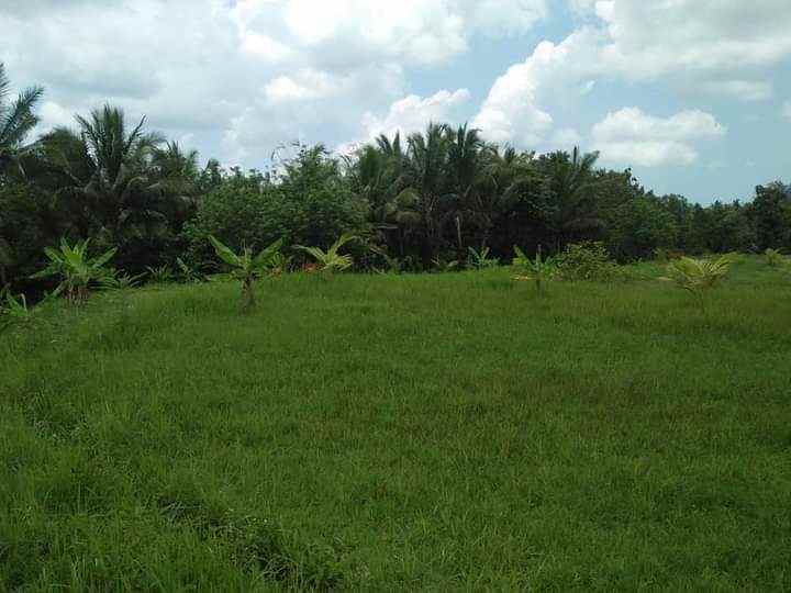 tanah gadung sari selemadeg