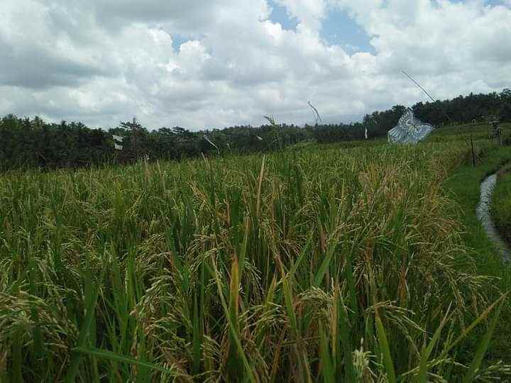 tanah gadung sari selemadeg