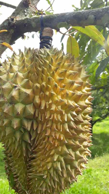 tanah jumapolo karanganyar