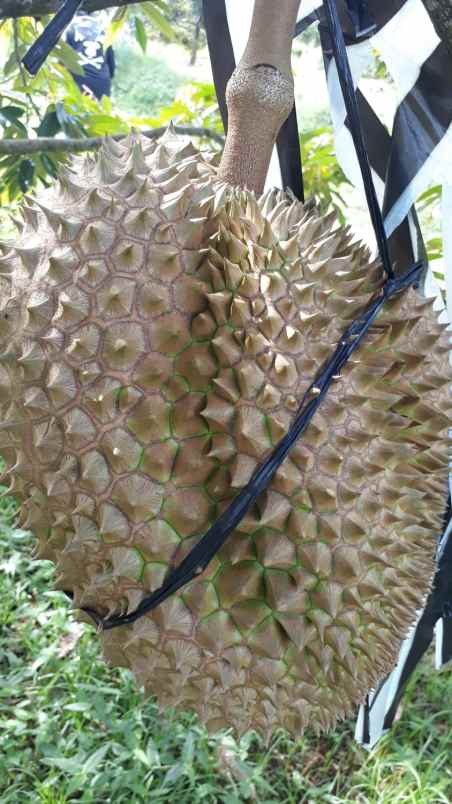 tanah jumapolo karanganyar