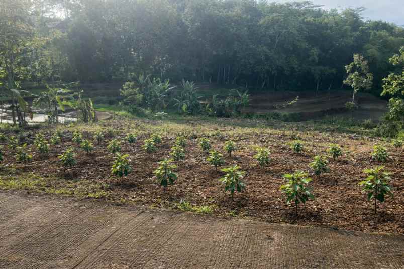 tanah kebun alpukat 1517m 250jt kerjo karanganyar