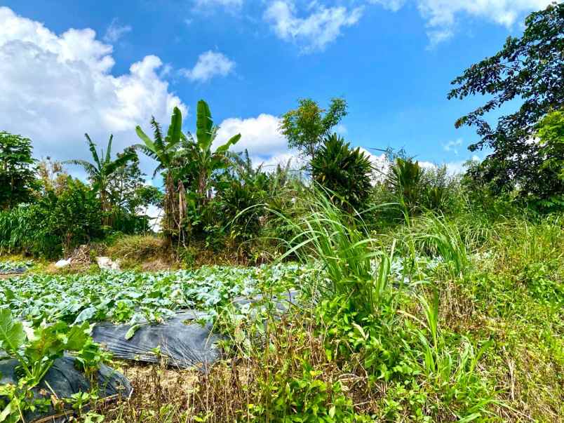 tanah kebun view gunung di baturiti dekat bedugul bali