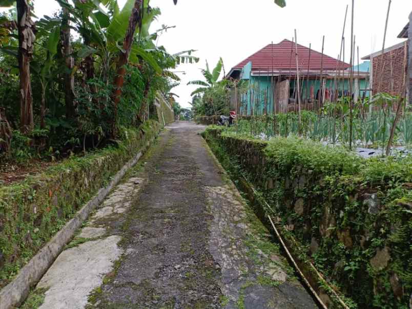 tanah kemuning ngargoyoso