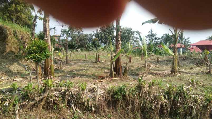 tanah kosong cocok buat rumah plus kebun