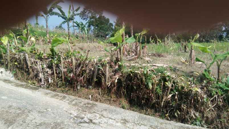 tanah kosong cocok buat rumah plus kebun