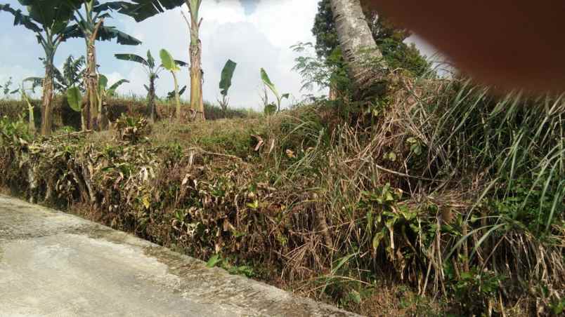 tanah kosong cocok buat rumah plus kebun
