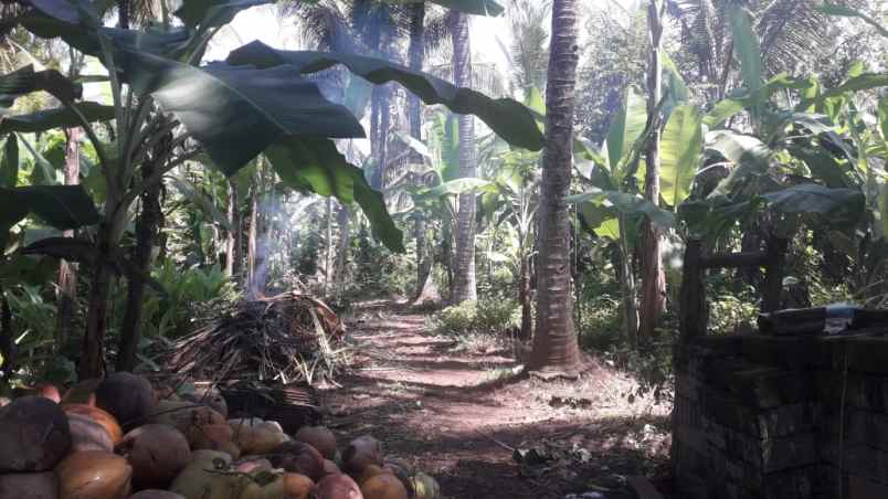 tanah pink zone dekat pantai balian bali