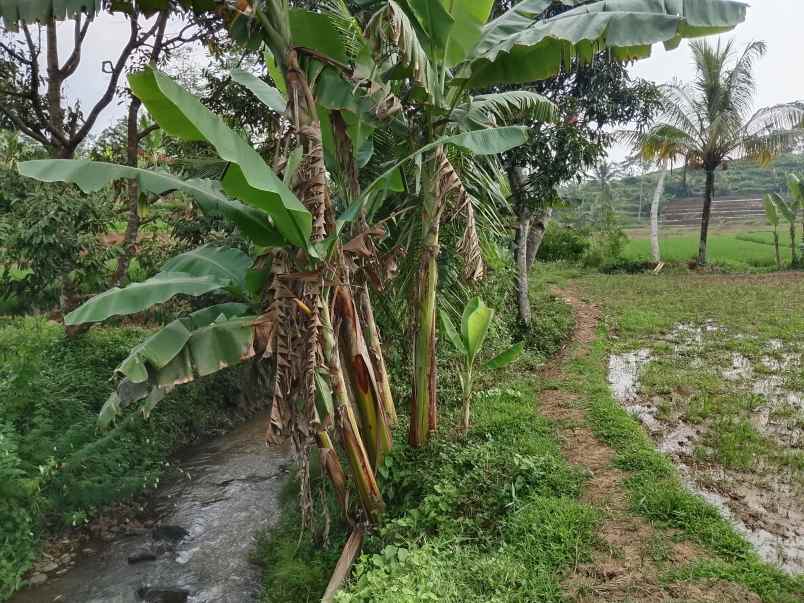 tanah sawah dekat sungai subang jawa barat