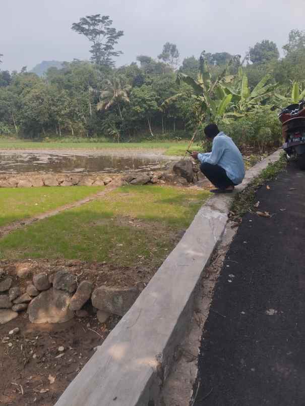 tanah sawah di desa cibadak sukamakmur
