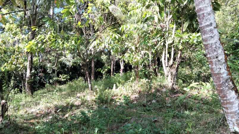 tanah selemadeg tabanan bali