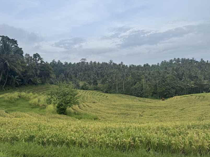 tanah view sawah zona kuning