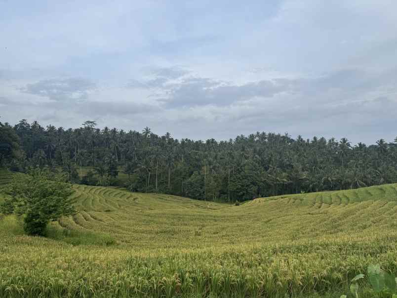 tanah view sawah zona kuning