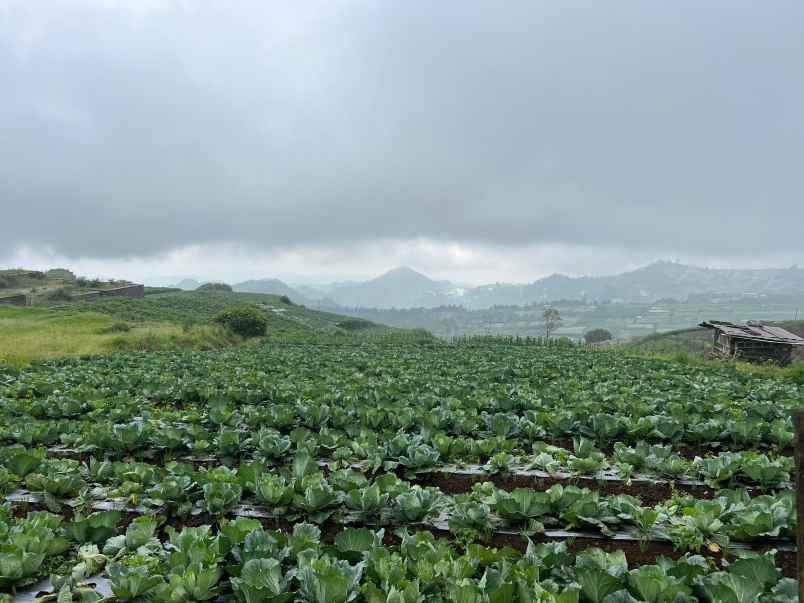 tanah wisata kemuning 1000m view istimewa