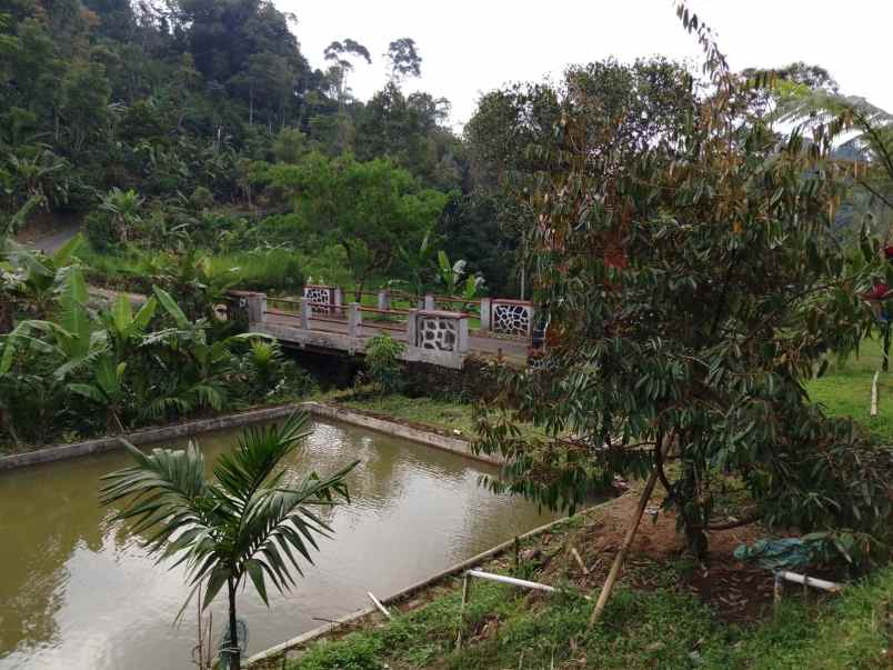 bila dan kolam ikan dekat sungai subang jawa barat