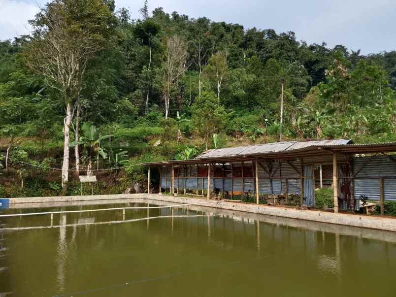 bila dan kolam ikan dekat sungai subang jawa barat