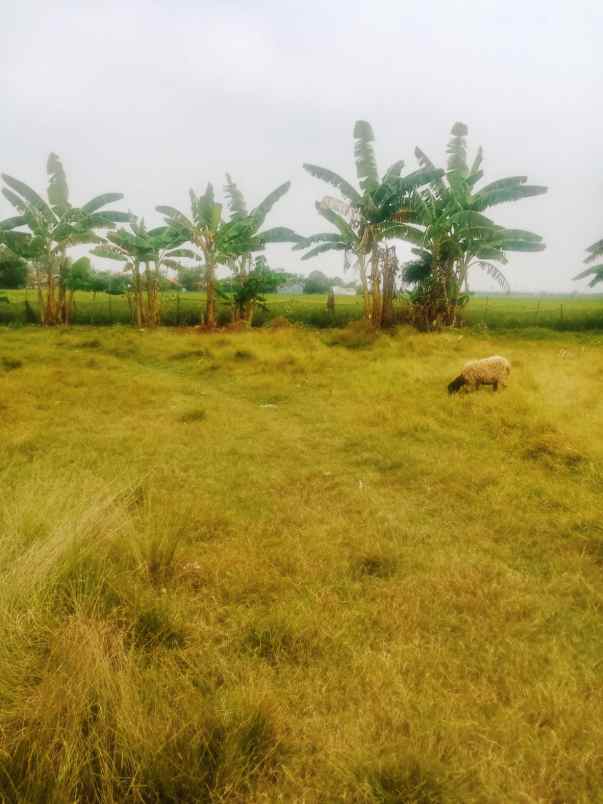 dijual cepat tanah murah