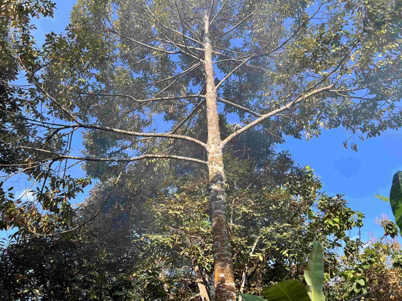 dijual kebun durian jl karangpandan tawangmangu