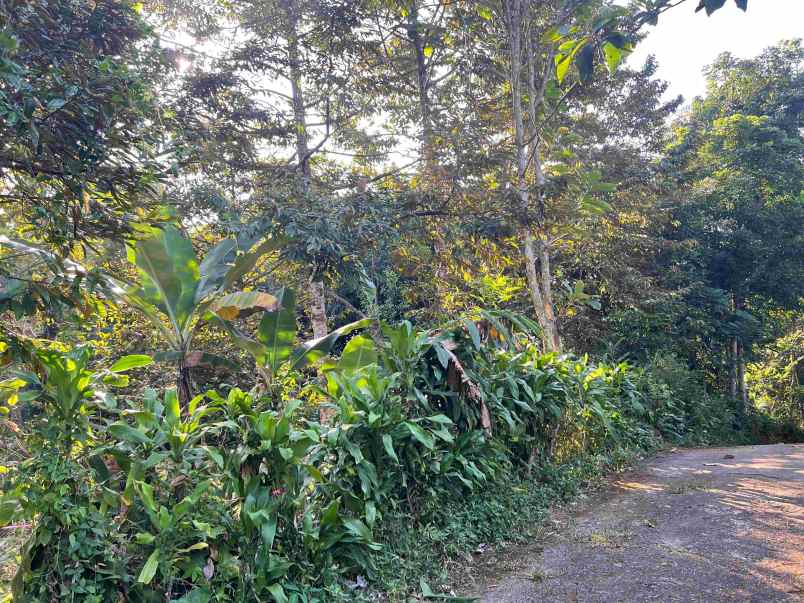 dijual kebun durian jl karangpandan tawangmangu