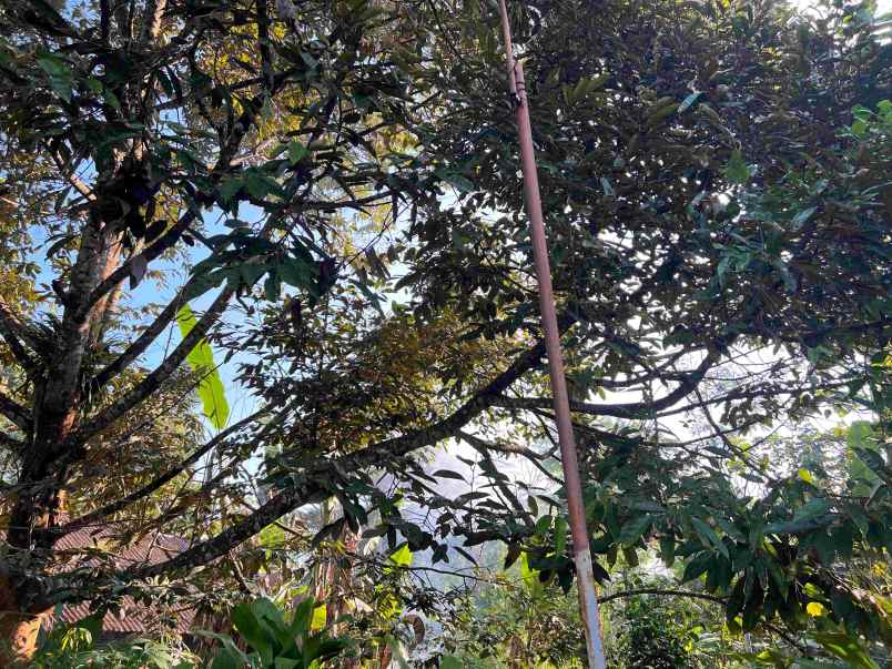 dijual kebun durian jl karangpandan tawangmangu