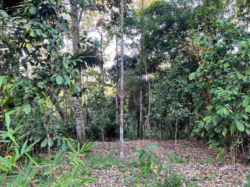 dijual kebun durian jl karangpandan tawangmangu