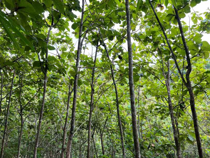 dijual kebun jati 65 ribu permeter kerjo karanganyar