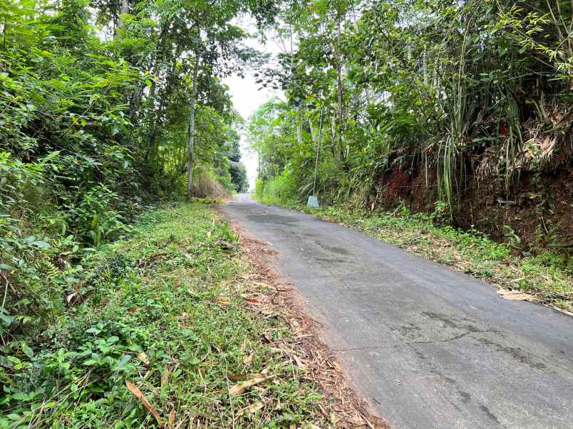 dijual kebun jati 65 ribu permeter kerjo karanganyar