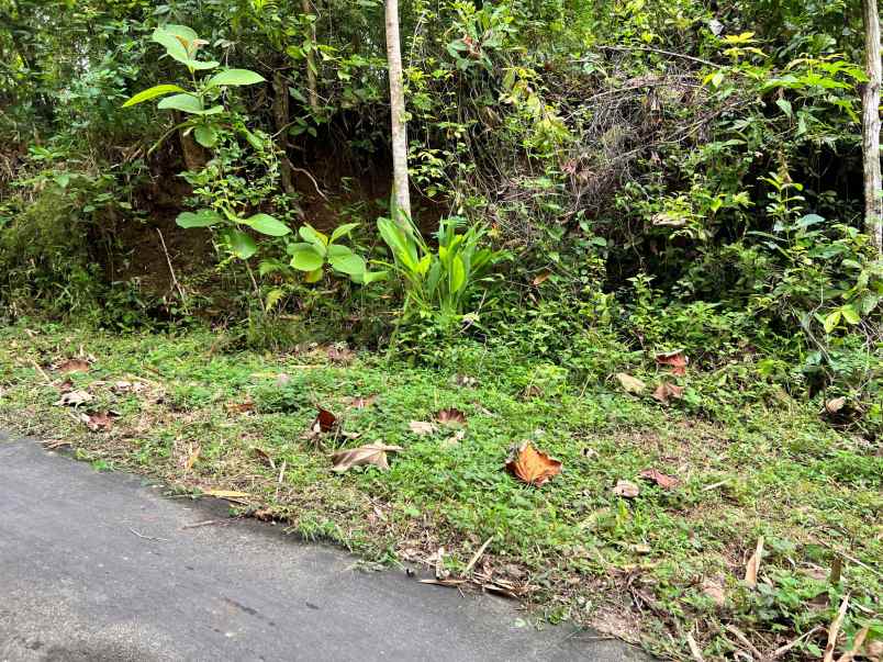 dijual kebun jati 65 ribu permeter kerjo karanganyar