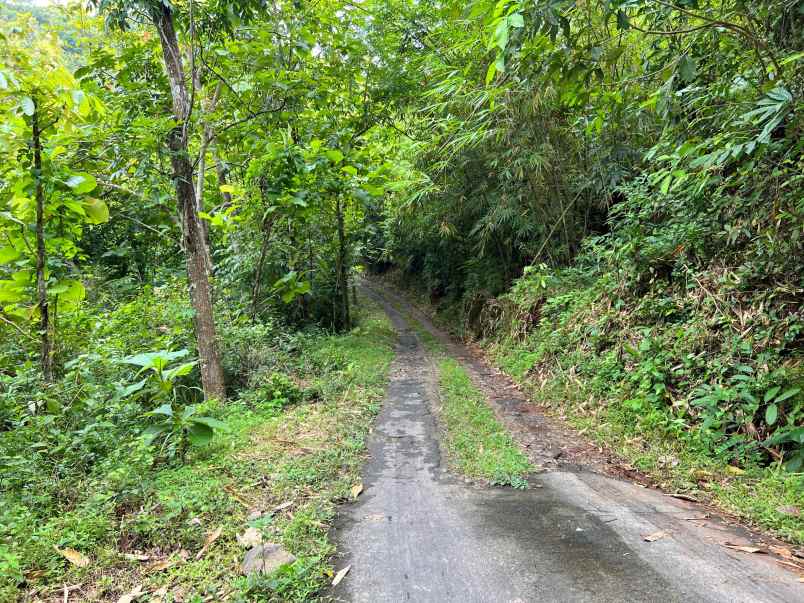 dijual kebun jati 65 ribu permeter kerjo karanganyar